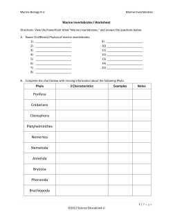 Porifera Cnidarians Ctenophora Platyhelminthes Nemertea