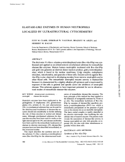 elastase-like enzymes in human neutrophils localized by
