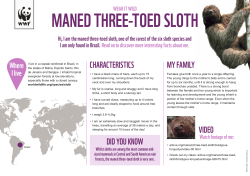 maned three-toed sloth
