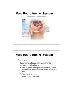 Male Reproductive System