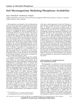 Soil Microorganisms Mediating Phosphorus Availability