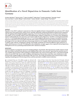 Identification of a Novel Hepacivirus in Domestic Cattle