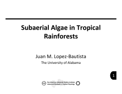 Subaerial Algae in Tropical