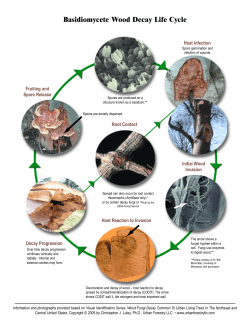 Life Cycle of Basidiomycetes