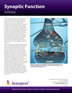 Synaptic Function