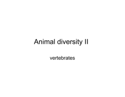 Animal diversity II