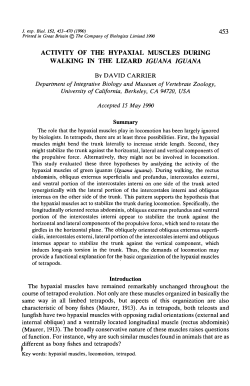activity of the hypaxial muscles during walking in the lizard iguana