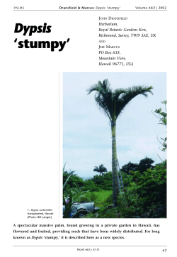 Dypsis `stumpy` - International Palm Society