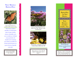New Mexico Butterflies - New Mexico Garden Clubs, Inc.