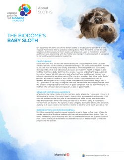 the biod&ocirc;me`s baby sloth