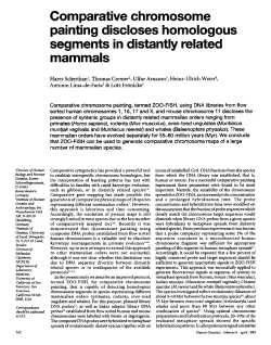 Comparative chromosome painting discloses homologous