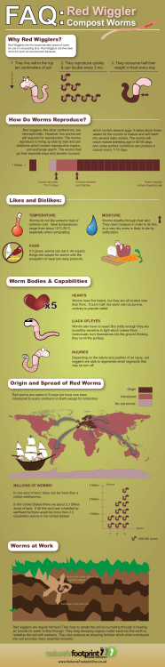 FAQ:Red Wiggler - Nature`s Footprint