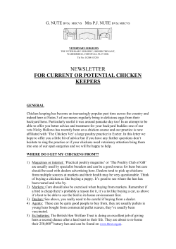 Chicken care guide - Nute Veterinary surgery, wadebridge, Cornwall