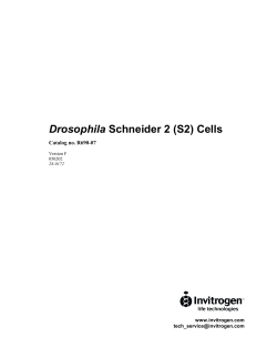 Drosophila Schneider 2 (S2) Cells