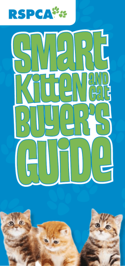 Smart Kitten Cat Buyers Guide July 2013 - Knowledgebase