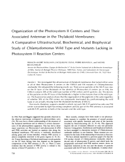 Organization of the Photosystem II Centers and Their Associated