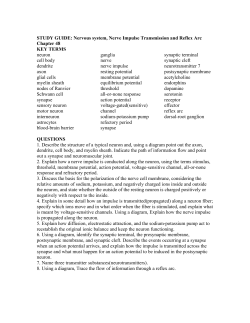 STUDY GUIDE: Nervous system, Nerve Impulse Transmission and