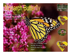Interesting facts : Did you now that the monarch butterfly travels