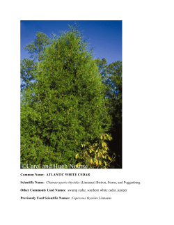 Chamaecyparis thyoides - Wildlife Resources Division