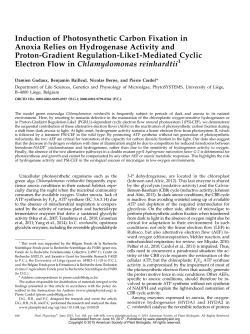 Induction of Photosynthetic Carbon Fixation in