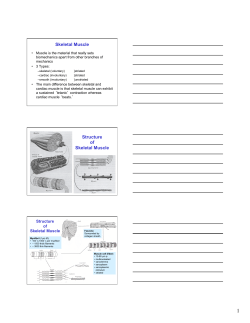 Skeletal Muscle Structure of Skeletal Muscle
