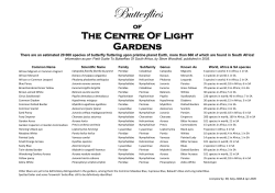 Butterflies - Insight Training Centre