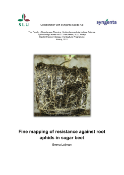 Fine mapping of resistance against root aphids in sugar beet