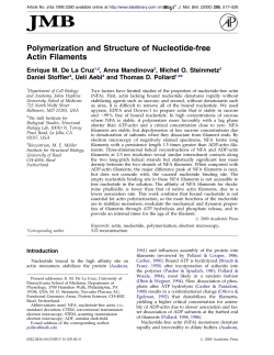 Polymerization and Structure of Nucleotide-free Actin