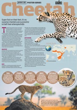 Super fast on their feet, it`s no surprise cheetahs are