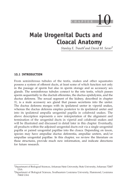 Male Urogenital Ducts and Cloacal Anatomy