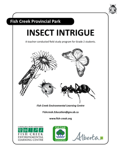Insect Intrigue