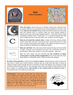 Bats all pages, Little Brown Bat, Big Brown Bat