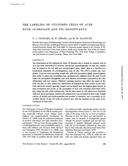 the labeling of cultured cells of acer with [14c]proline and its