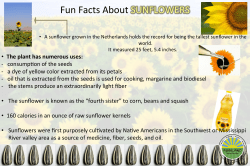 Fun Facts About SUNFLOWERS - KN