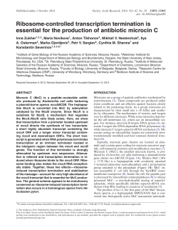 Ribosome-controlled transcription termination is essential for the