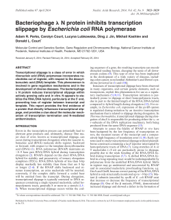 Bacteriophage N protein inhibits transcription