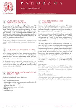 PANORAMA - Brettanomyces