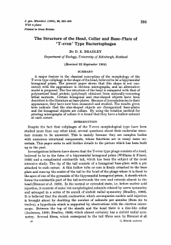395 The Structure of the Head, Collar and Base-Plate of `T