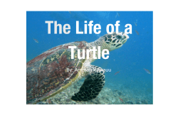 The Life of a Turtle