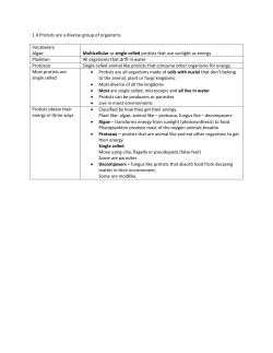 1.4 Protists are a diverse group of organisms Vocabulary Algae