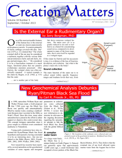 Is the External Ear a Rudimentary Organ?