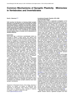 Common Mechanisms of Synaptic Plasticity in Vertebrates and