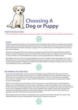 Choosing A Dog or Puppy