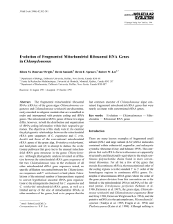 Evolution of Fragmented Mitochondrial