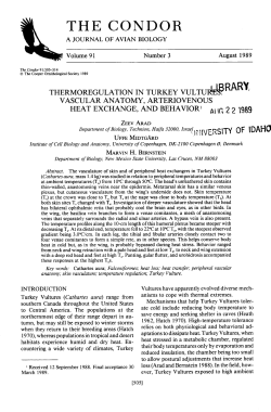 Thermoregulation in Turkey Vultures Vascular Anatomy