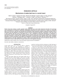 Mechanisms of stable lipid loss in a social insect