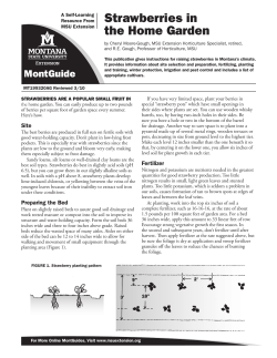 Strawberries in the Home Garden