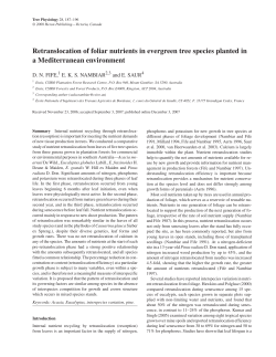Retranslocation of foliar nutrients in evergreen tree species planted
