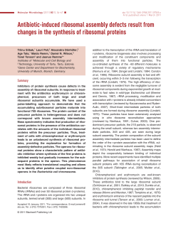 Antibioticinduced ribosomal assembly defects result from changes in