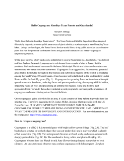 Hello Cogongrass: Goodbye Texas Forests and
